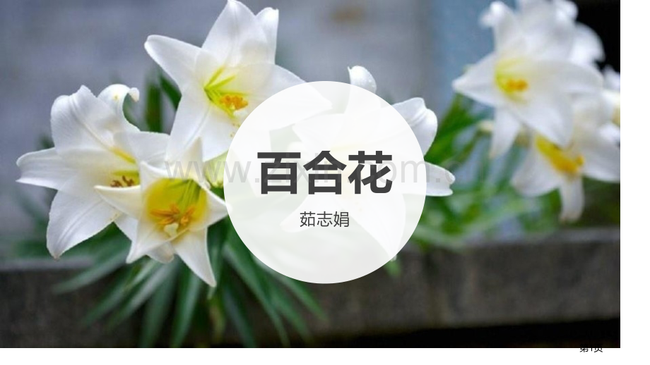 百合花优秀课件省公开课一等奖新名师优质课比赛一等奖课件.pptx_第1页