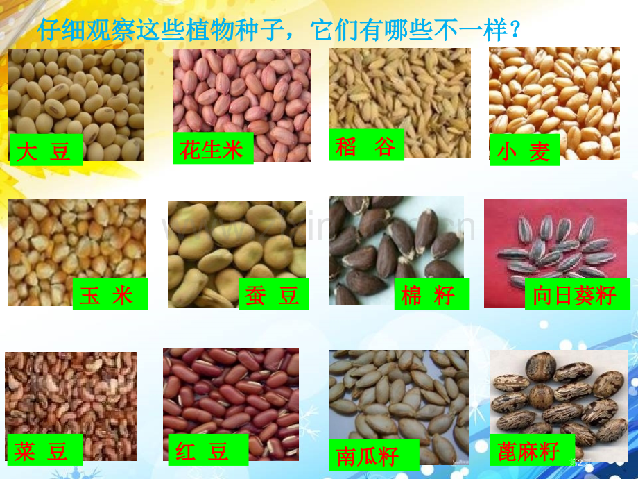 植物的种子植物的生长课件省公开课一等奖新名师优质课比赛一等奖课件.pptx_第2页