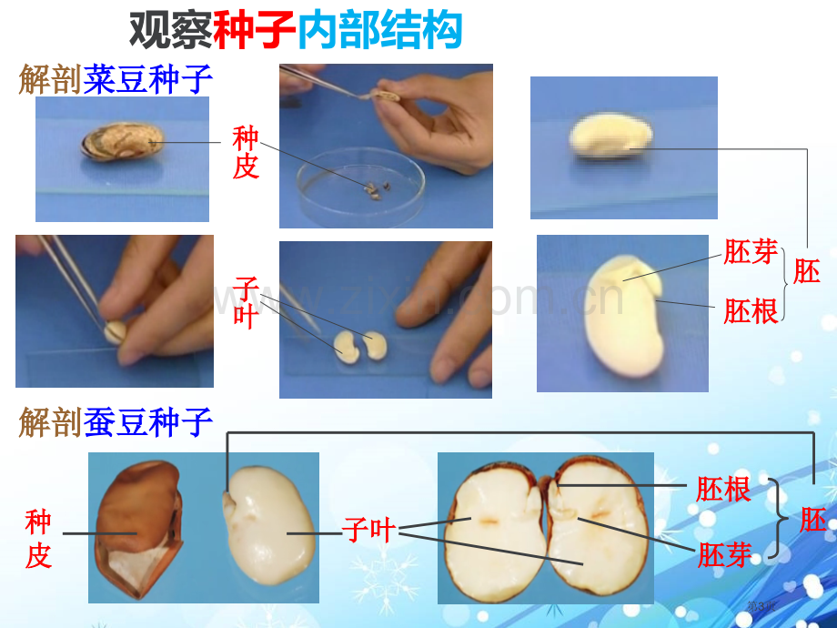 植物的种子植物的生长课件省公开课一等奖新名师优质课比赛一等奖课件.pptx_第3页