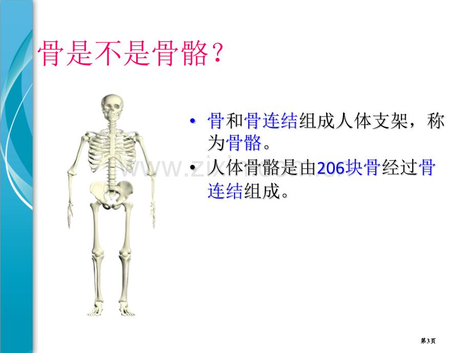 人的运动系统和保健省公开课一等奖新名师优质课比赛一等奖课件.pptx_第3页