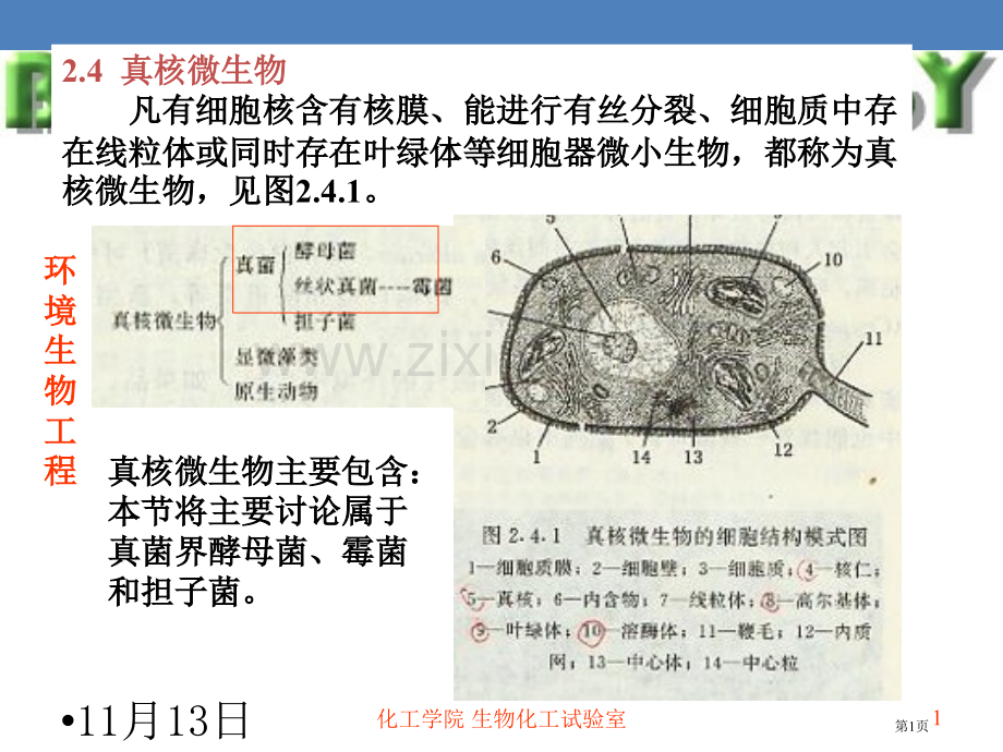 真核微生物省公共课一等奖全国赛课获奖课件.pptx_第1页