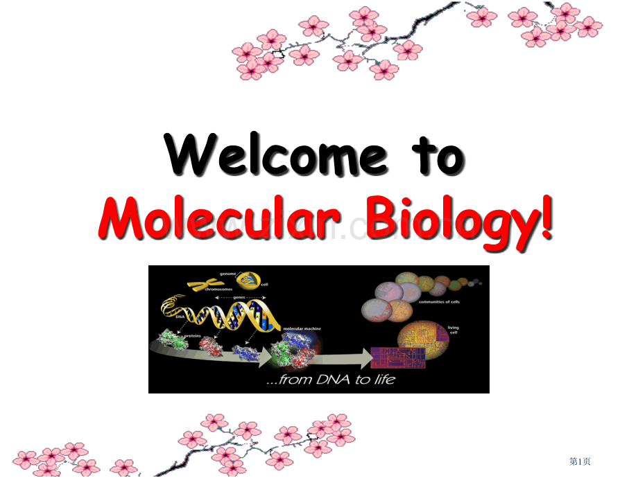 分子生物学概述研究生省公共课一等奖全国赛课获奖课件.pptx_第1页