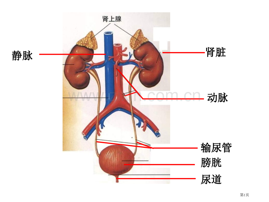 七年级生物泌尿系统省公共课一等奖全国赛课获奖课件.pptx_第1页