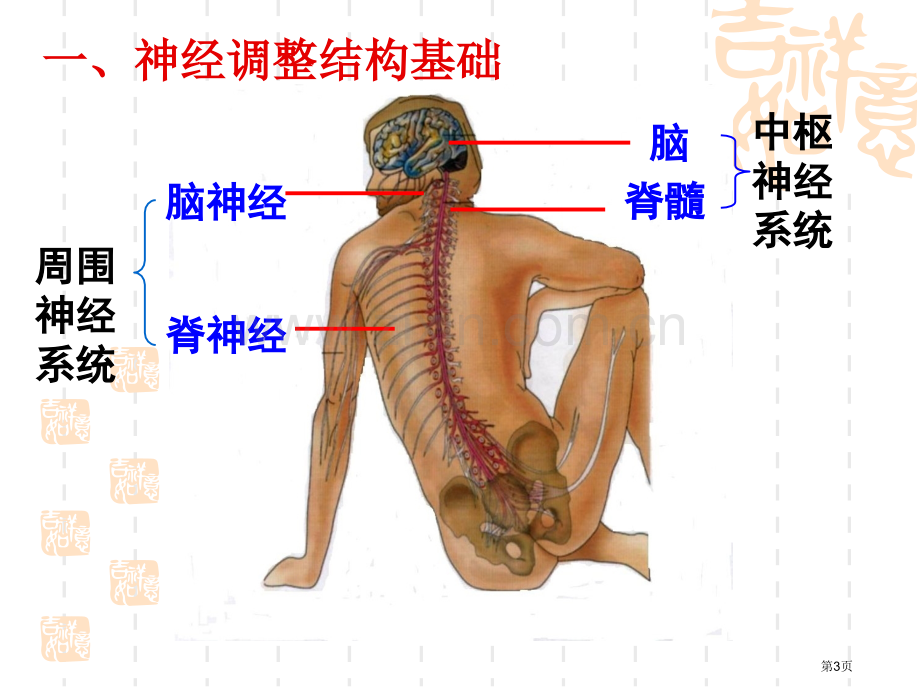 人教版教学教案云南省弥勒县庆来中学学年生物必修3通过神经系统的调节省公共课一等奖全国赛课获奖课件.pptx_第3页