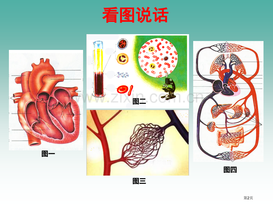 人体内物质的运输总复习市公开课一等奖百校联赛获奖课件.pptx_第2页