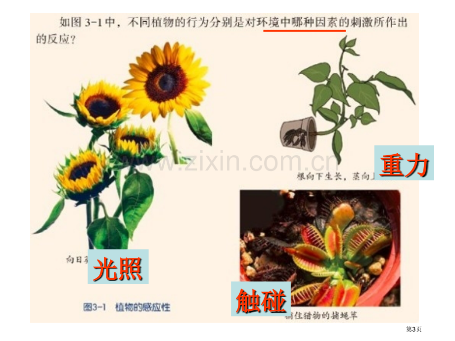 植物生命活动的调节1省公开课一等奖新名师优质课比赛一等奖课件.pptx_第3页