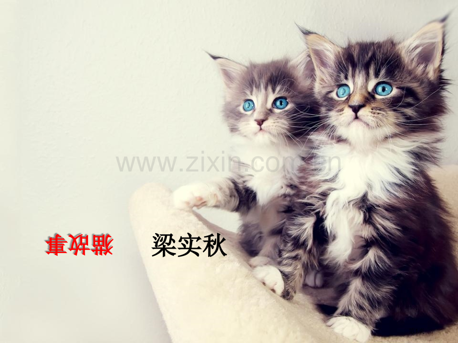 猫的故事省公开课一等奖新名师比赛一等奖课件.pptx_第1页