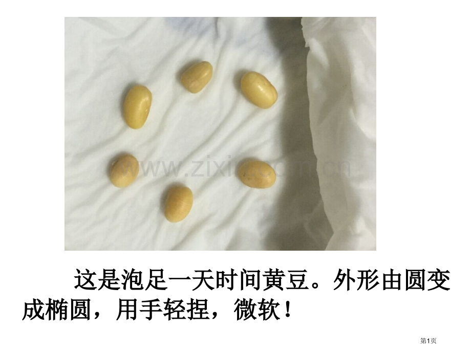 教师观察日记泡豆省公共课一等奖全国赛课获奖课件.pptx_第1页