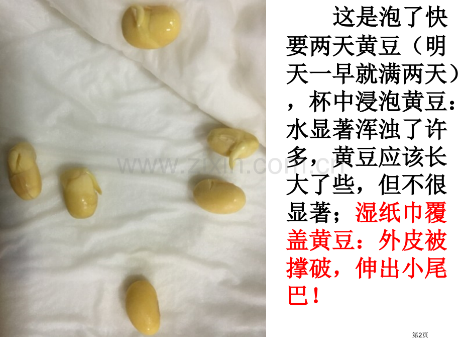 教师观察日记泡豆省公共课一等奖全国赛课获奖课件.pptx_第2页