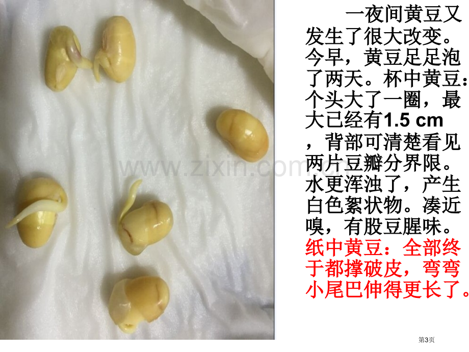 教师观察日记泡豆省公共课一等奖全国赛课获奖课件.pptx_第3页