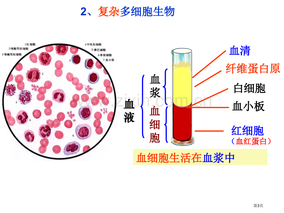 一轮复习人体的内环境和稳态和实例省公共课一等奖全国赛课获奖课件.pptx_第3页