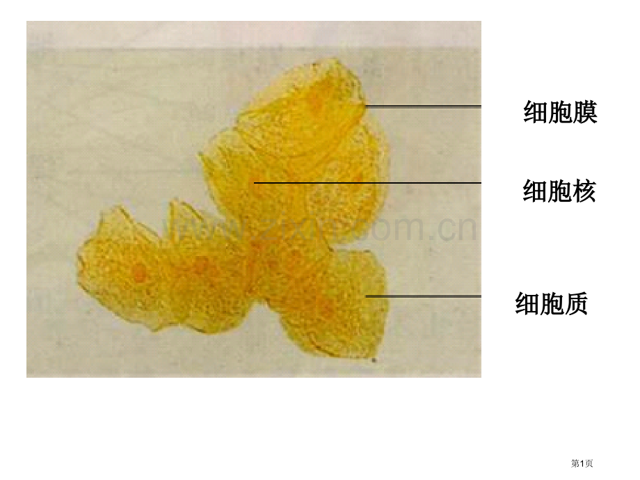 生物细胞器系统内的分工合作新人教版必修一省公共课一等奖全国赛课获奖课件.pptx_第1页