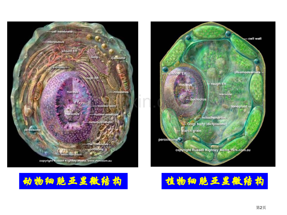 生物细胞器系统内的分工合作新人教版必修一省公共课一等奖全国赛课获奖课件.pptx_第2页