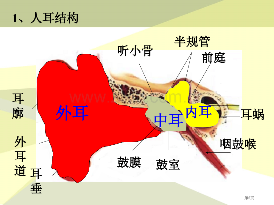 我们怎样听到声音各种各样的声音课件省公开课一等奖新名师优质课比赛一等奖课件.pptx_第2页