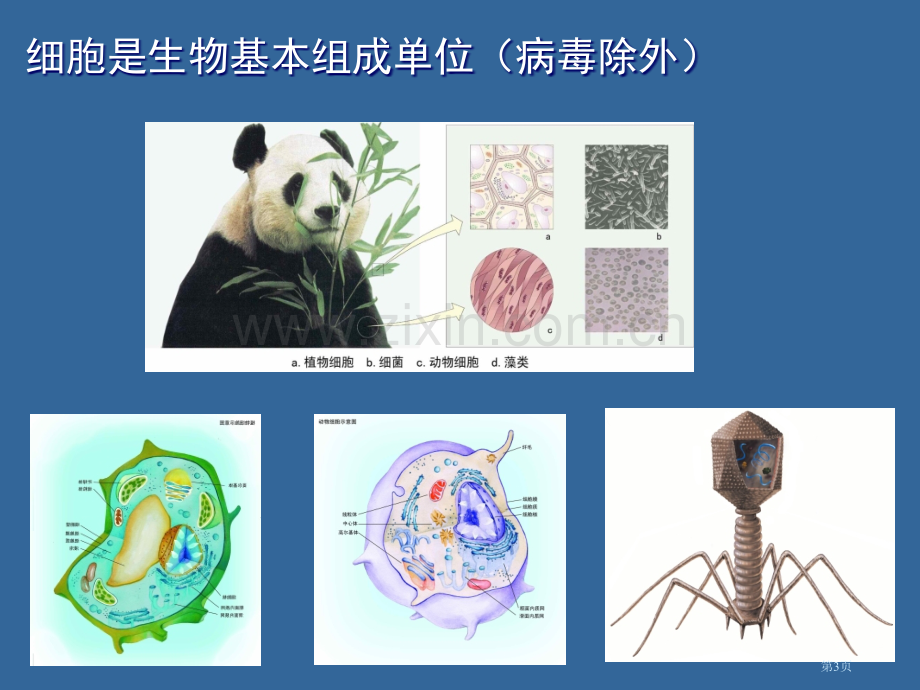 现代生物学导论省公共课一等奖全国赛课获奖课件.pptx_第3页