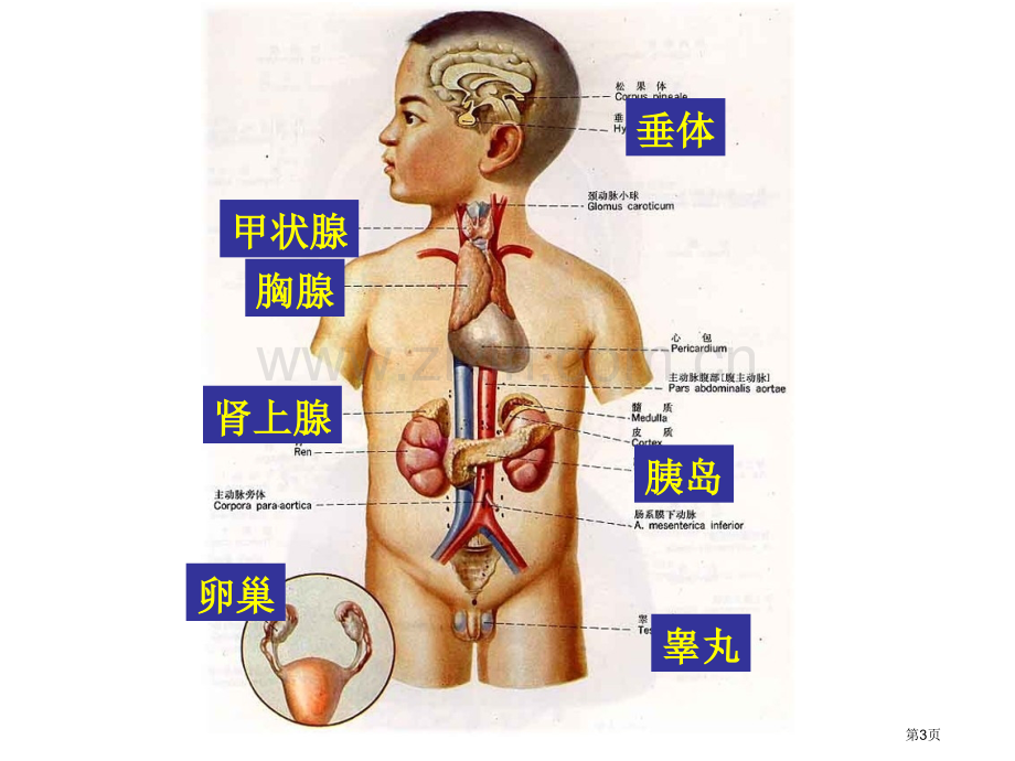 人和高等动物生命活动的调节复习课省公共课一等奖全国赛课获奖课件.pptx_第3页