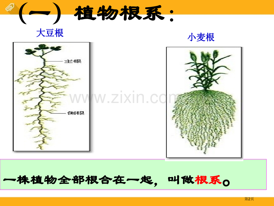 植物的根与物质吸收省公开课一等奖新名师优质课比赛一等奖课件.pptx_第2页