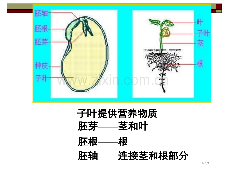 粮油食品原料的籽粒结构和化学组成省公共课一等奖全国赛课获奖课件.pptx_第3页