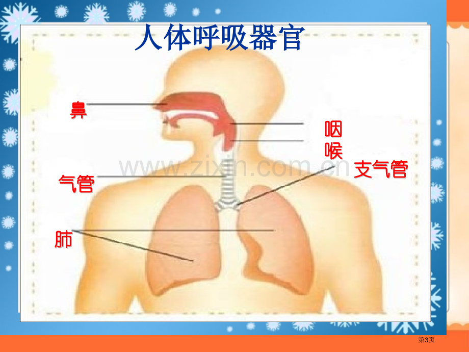 我们的呼吸省公开课一等奖新名师比赛一等奖课件.pptx_第3页