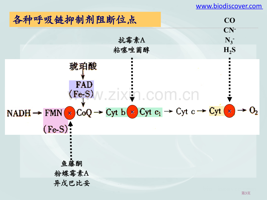 生物氧化下省公共课一等奖全国赛课获奖课件.pptx_第3页