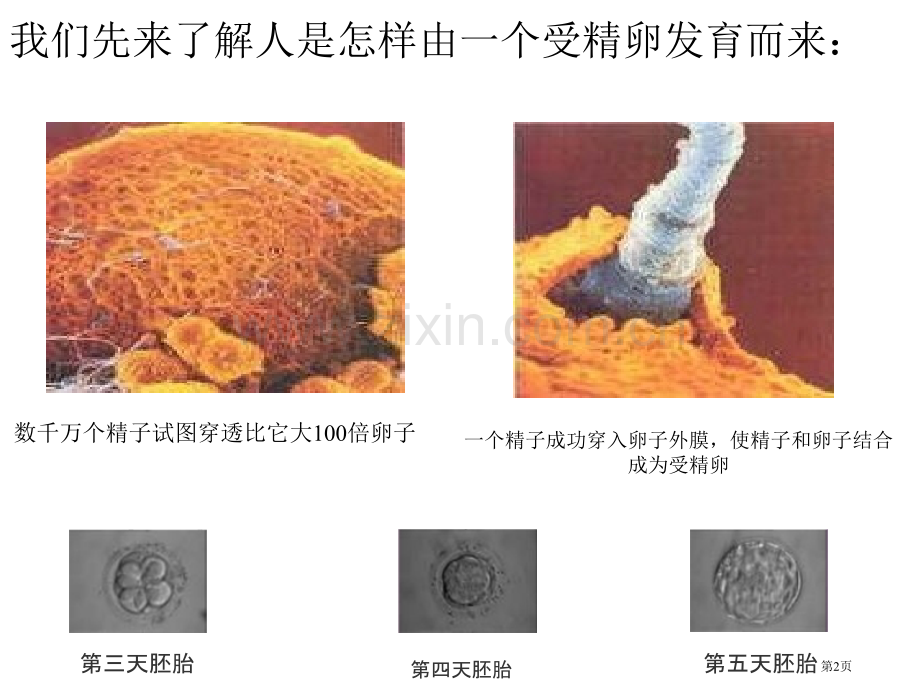 细胞怎样构成生物体省公共课一等奖全国赛课获奖课件.pptx_第2页