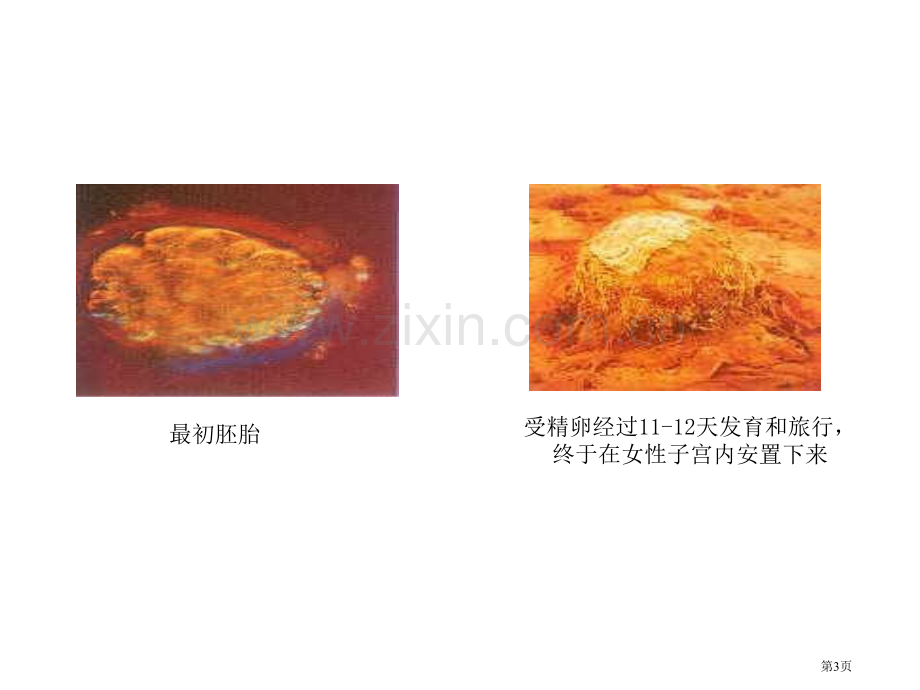 细胞怎样构成生物体省公共课一等奖全国赛课获奖课件.pptx_第3页