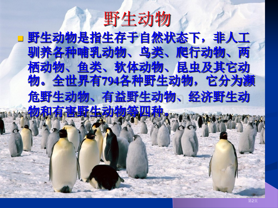 语文实践活动保护野生动物的一次活动省公共课一等奖全国赛课获奖课件.pptx_第2页