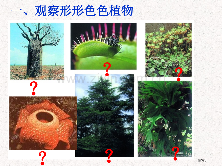 苏科版生物七下地面上的生物地面上的植物省公共课一等奖全国赛课获奖课件.pptx_第3页