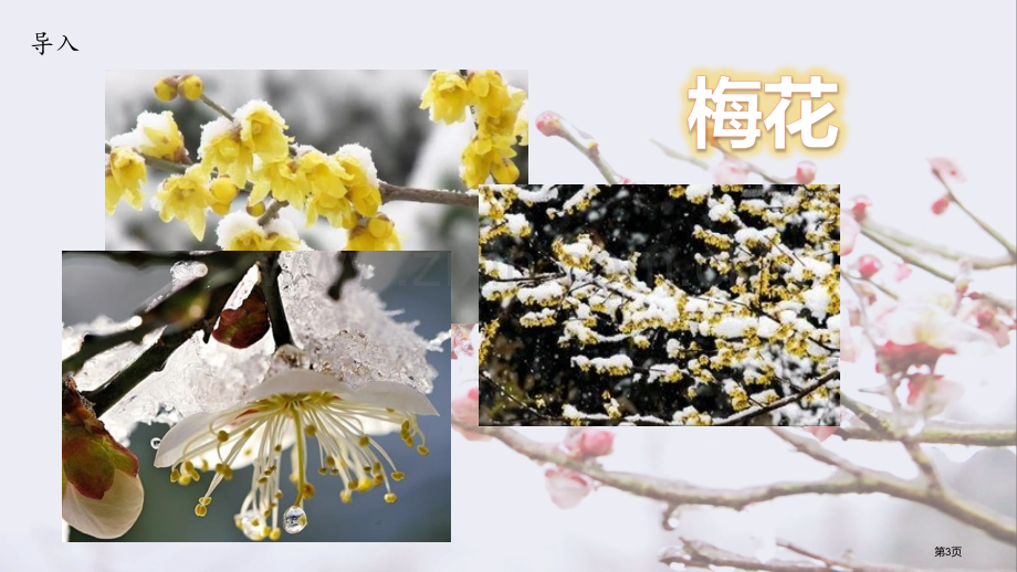 雪梅教学课件省公开课一等奖新名师比赛一等奖课件.pptx_第3页