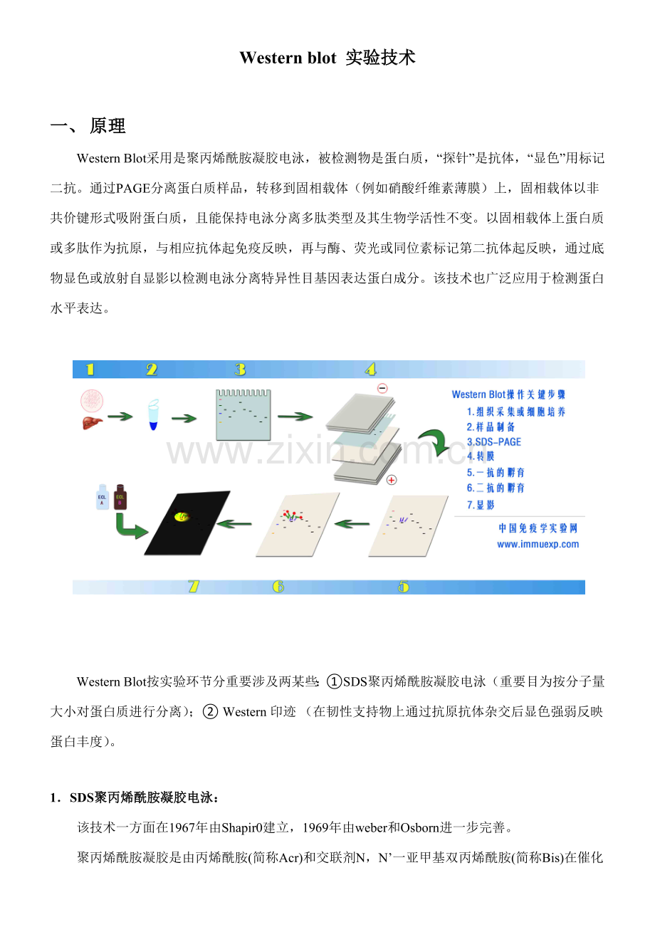 westernblot关键技术专业资料.doc_第1页