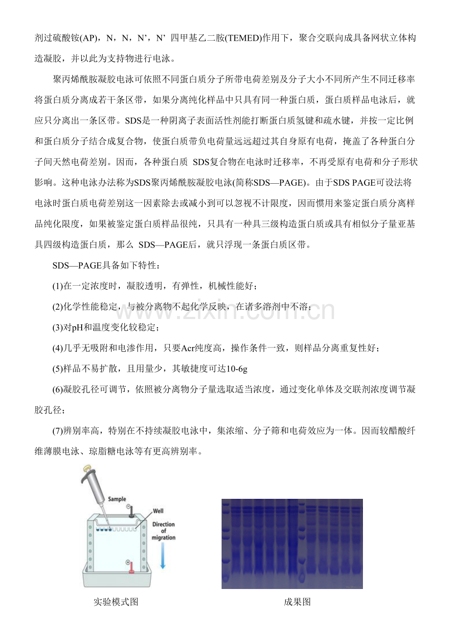 westernblot关键技术专业资料.doc_第2页