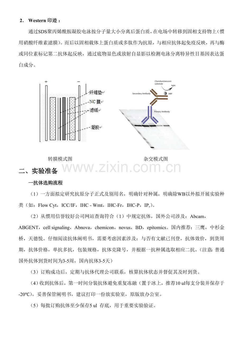 westernblot关键技术专业资料.doc_第3页