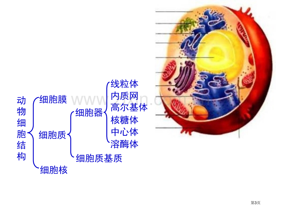 生物必修一细胞器省公共课一等奖全国赛课获奖课件.pptx_第3页