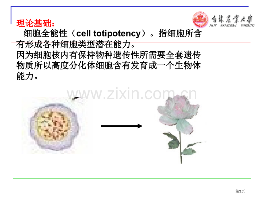 生物技术与作物育种市公开课一等奖百校联赛特等奖课件.pptx_第3页