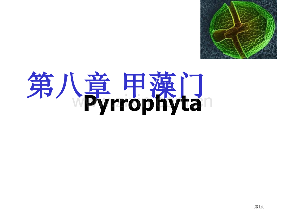 水生生物学甲藻门省公共课一等奖全国赛课获奖课件.pptx_第1页