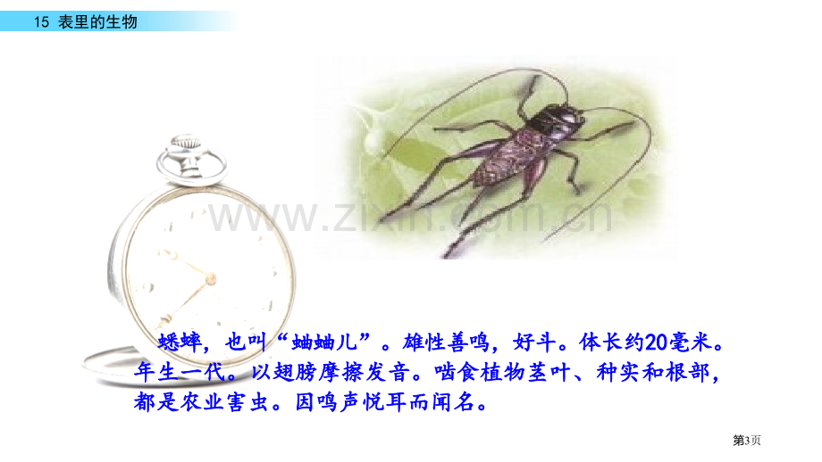 表里的生物新版省公开课一等奖新名师比赛一等奖课件.pptx_第3页