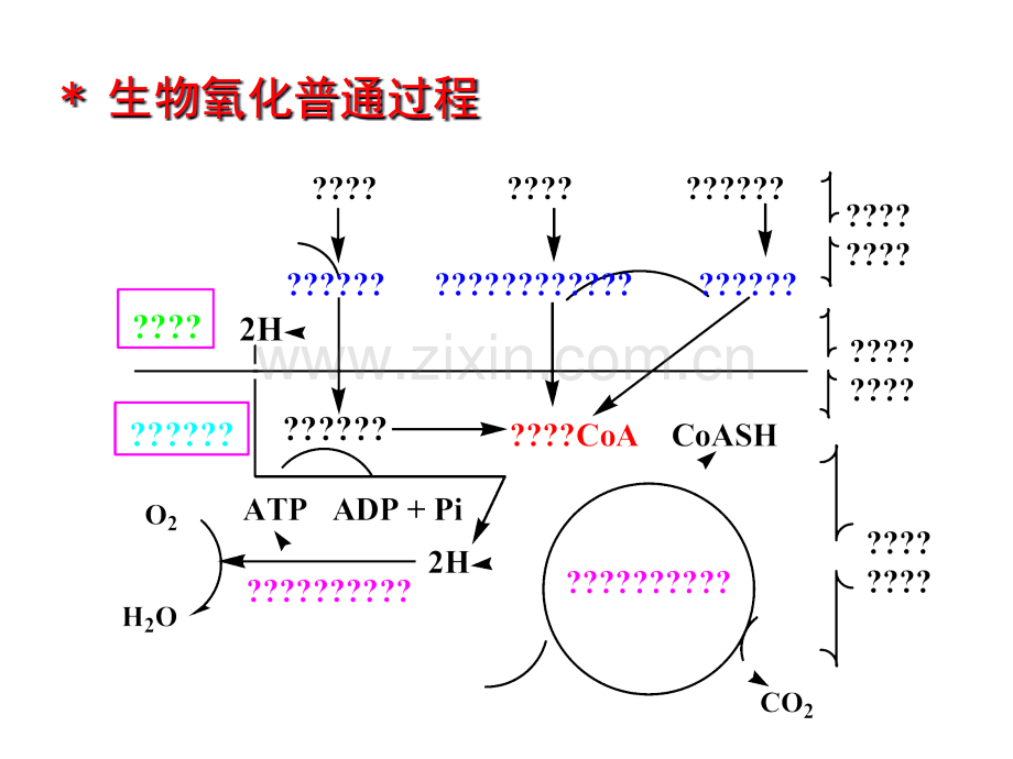 第四章--生物氧化省公共课一等奖全国赛课获奖课件.pptx_第3页