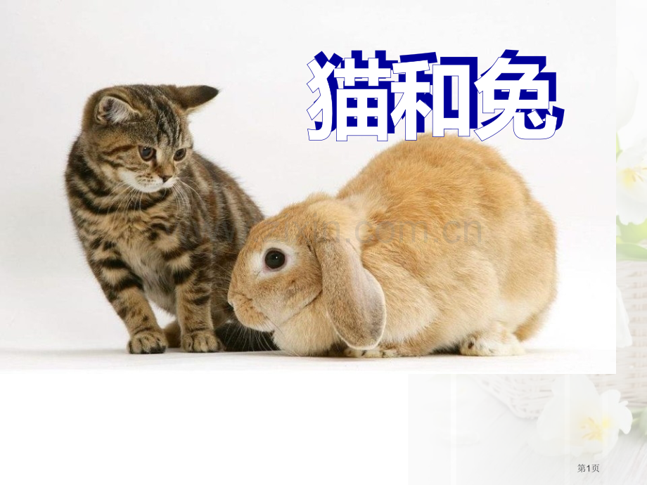 猫和兔课件省公开课一等奖新名师比赛一等奖课件.pptx_第1页