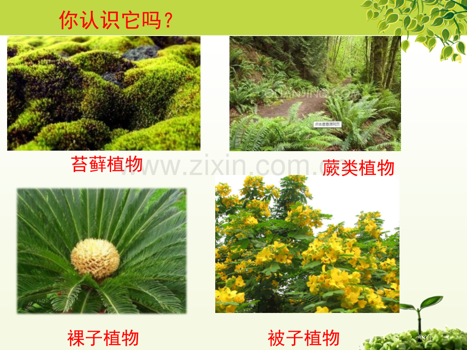 植物的主要类群省公开课一等奖新名师比赛一等奖课件.pptx_第3页