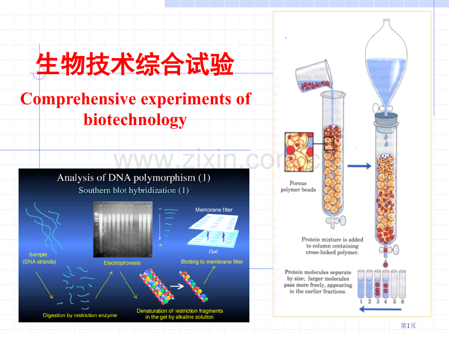 生物技术综合实验COMPREHENSIVEEXPERIMENTSOFBIOTECHNOLOGY省公共.pptx_第1页