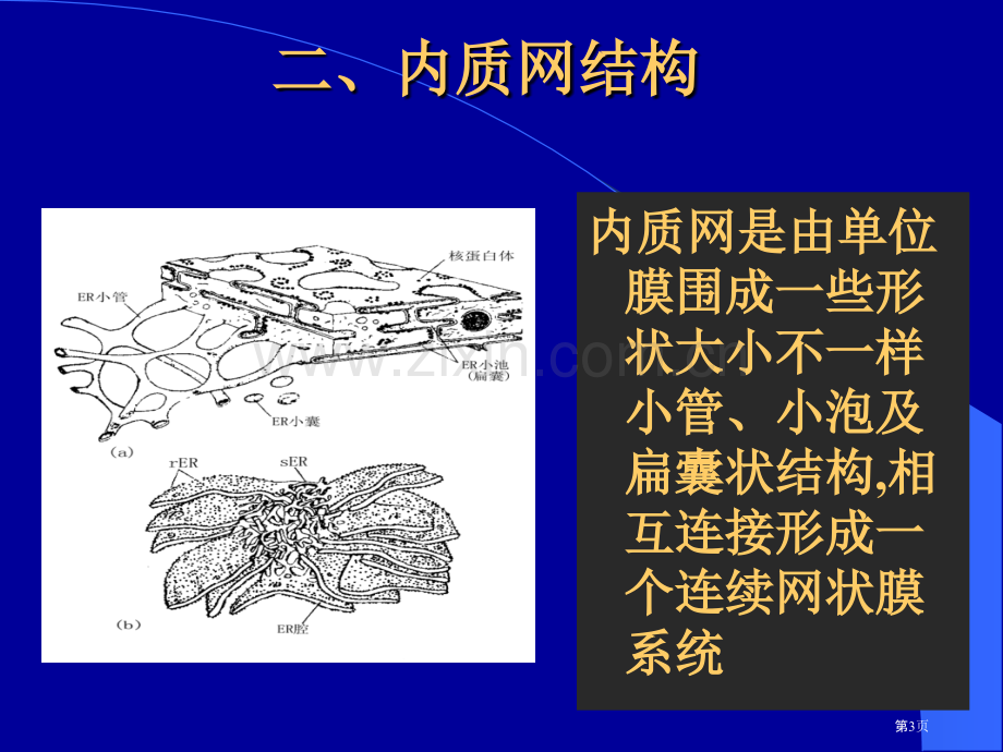 生物竞赛复习内质网和高尔基体省公共课一等奖全国赛课获奖课件.pptx_第3页