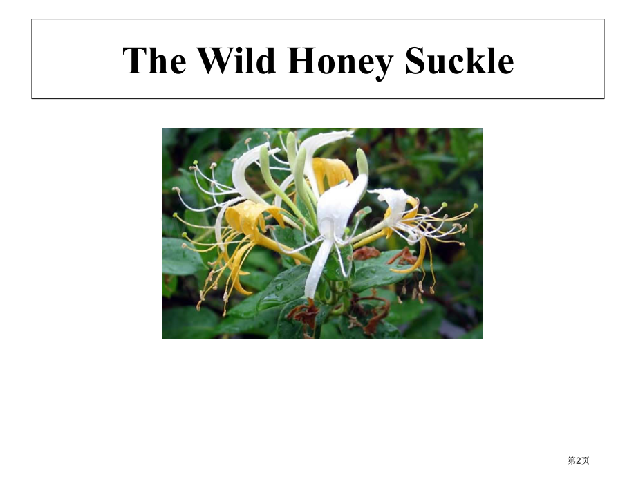 Analysis-of-Wild-Honey-Suckle-诗歌-野金银花分析市公开课一等奖百校联赛.pptx_第2页