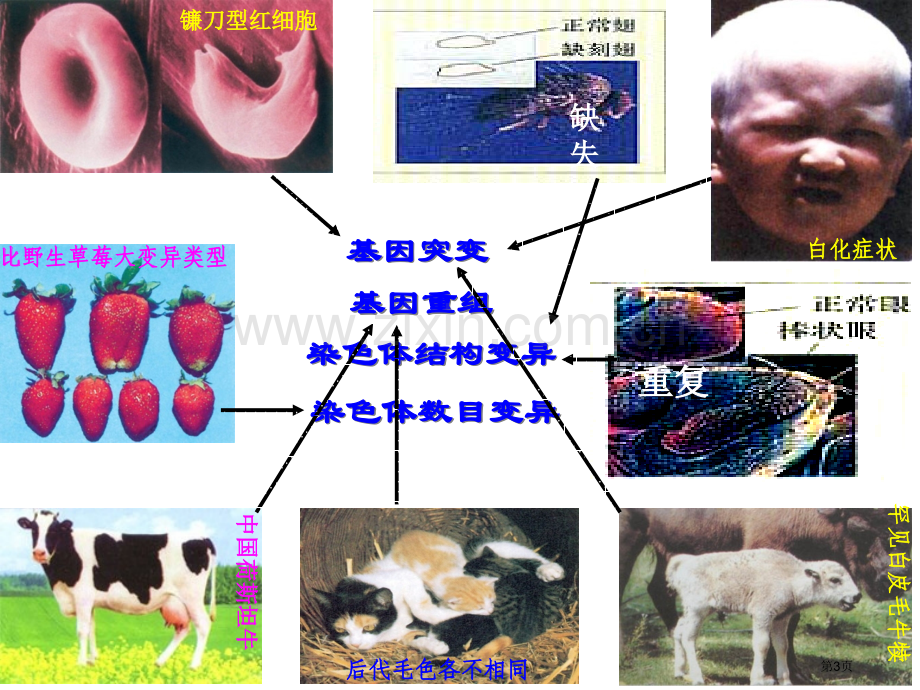 生物的变异和育种省公共课一等奖全国赛课获奖课件.pptx_第3页