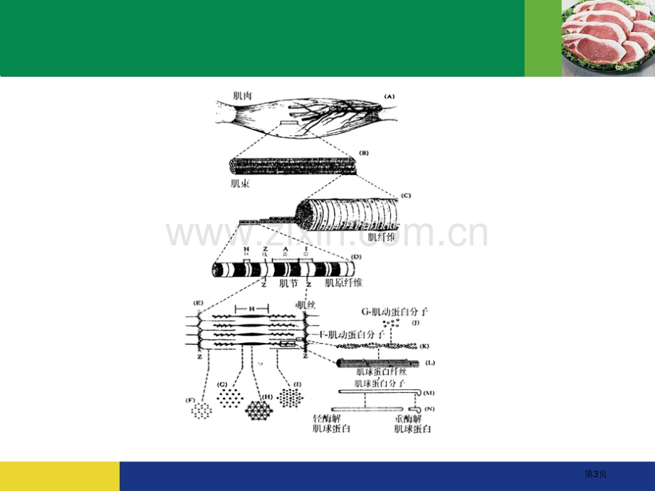 肉的组织结构化学组成和基本性质省公共课一等奖全国赛课获奖课件.pptx_第3页