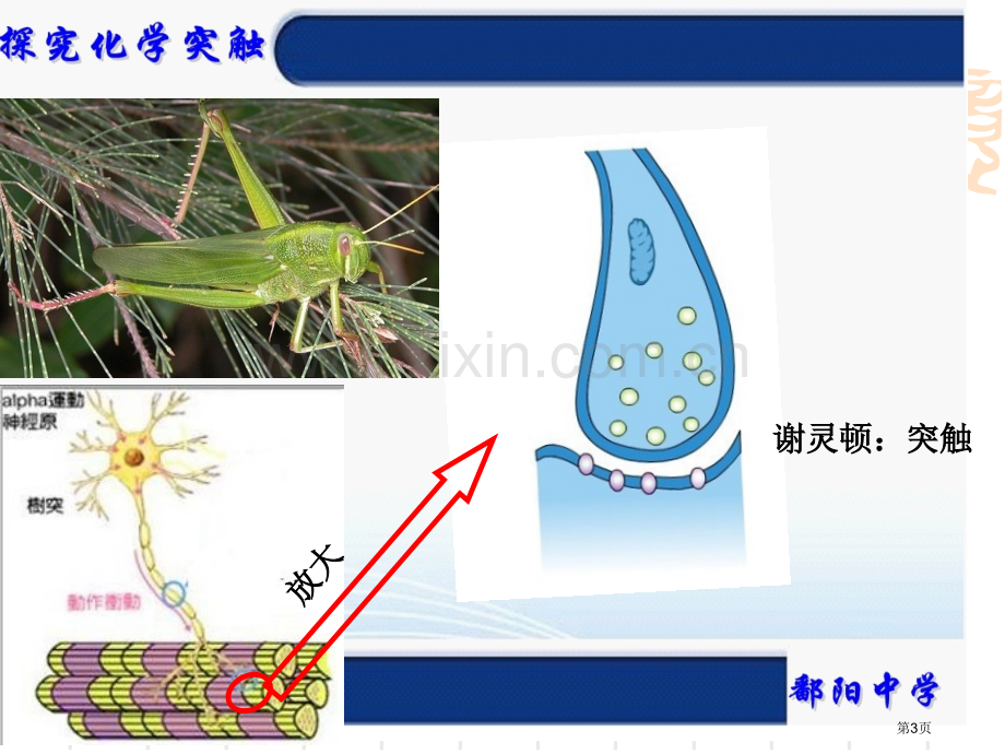 探究突触之间的化学传递省公共课一等奖全国赛课获奖课件.pptx_第3页