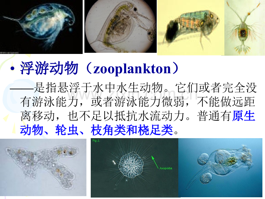 水生化学原生动物protozoa省公共课一等奖全国赛课获奖课件.pptx_第2页