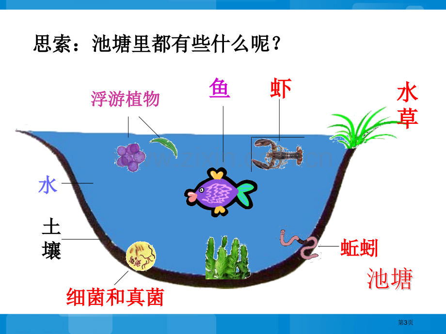 生态系统的组成省公开课一等奖新名师比赛一等奖课件.pptx_第3页