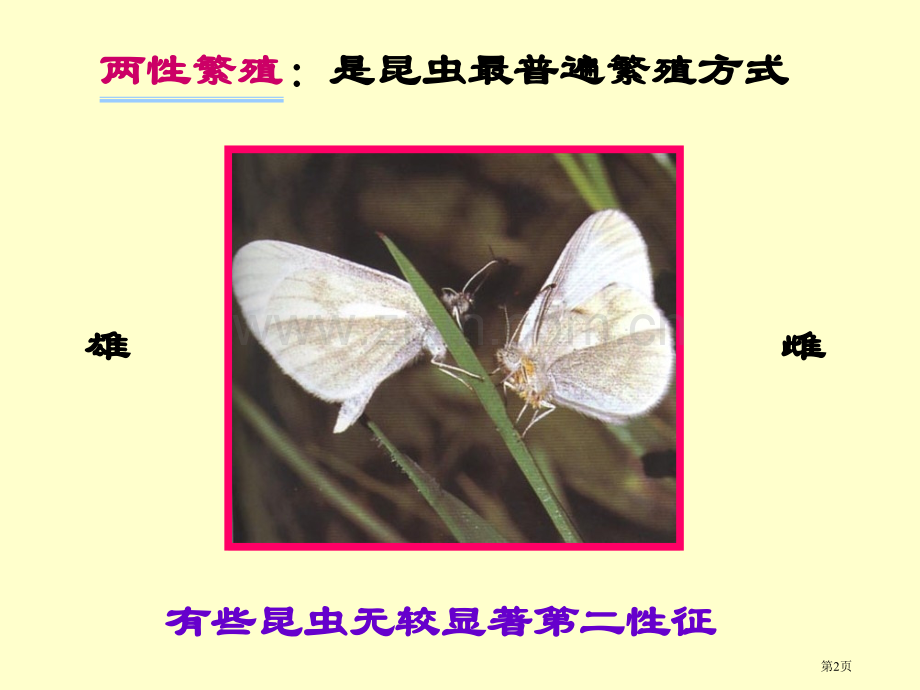 昆虫生物学省公共课一等奖全国赛课获奖课件.pptx_第2页