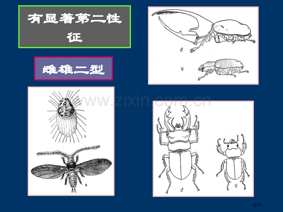 昆虫生物学省公共课一等奖全国赛课获奖课件.pptx_第3页