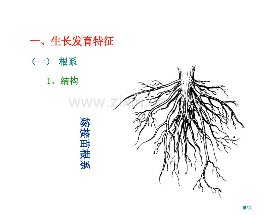 芒果生物学特性省公共课一等奖全国赛课获奖课件.pptx_第2页